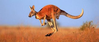 Where do kangaroos live?