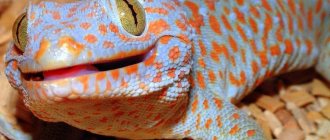 Toki gecko (Gekko gecko).