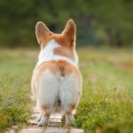 Hemorrhoids in dogs