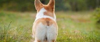 Hemorrhoids in dogs