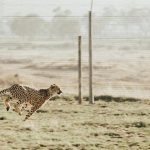 Cheetah runs