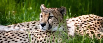 cheetah lies