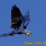 Hyacinth macaw