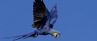 Hyacinth macaw