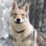 Wolf hybrid or wolfdog