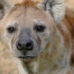 hyena