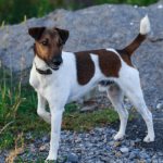 Smooth Fox Terrier