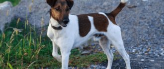 Smooth Fox Terrier