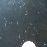 Worms in an aquarium: what they look like, reasons for their appearance in fish, how to get rid of them