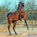 Bay-horse-Description-types-care-and-price-of-bay-horse-10