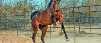 Bay-horse-Description-types-care-and-price-of-bay-horse-10