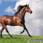 Bay-horse-Description-types-care-and-price-of-bay-horse-2