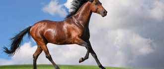 Bay-horse-Description-types-care-and-price-of-bay-horse-2