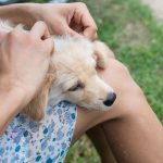 The dog&#39;s head is on the owner&#39;s lap