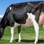 Holstein cow breed