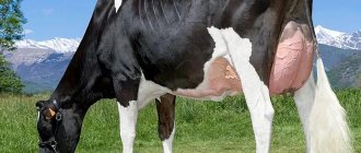 Holstein cow breed