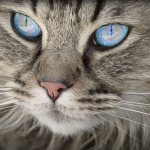 Blue-eyed cat