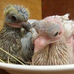 Baby pigeons in the nest