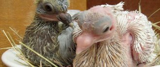 Baby pigeons in the nest