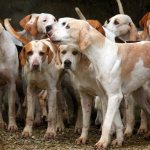 Hound dog breeds boys