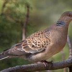 Dove-bird-Description-features-lifestyle-and-habitat-of-the-dove-2