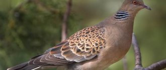 Dove-bird-Description-features-lifestyle-and-habitat-of-the-dove-2