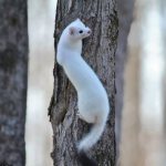 ermine on a tree