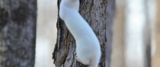 ermine on a tree