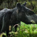 Mountain tapir