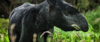 Mountain tapir