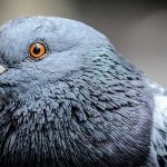 City pigeon