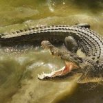 saltwater crocodile