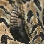 Rattlesnake-Description-features-species-lifestyle-and-habitat-of-rattlesnake-1