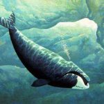 bowhead whale, polar whale, underwater, drawing