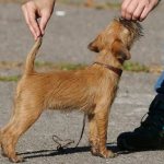 Griffin-dog-Description-features-types-care-and-maintenance-of-breed-griffin-18