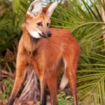 Maned wolf red book