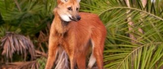 Maned wolf red book