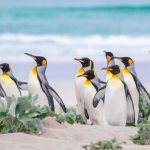 A group of king penguins on a beach in the Falkland Islands