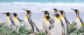 A group of king penguins on a beach in the Falkland Islands