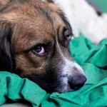 sad dog lying on a blanket photo