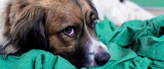 sad dog lying on a blanket photo