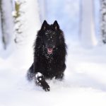 Groenendael in the snow