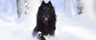 Groenendael in the snow