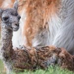 Guanaco-animal-Description-features-species-lifestyle-and-habitat-3