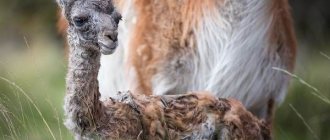 Guanaco-animal-Description-features-species-lifestyle-and-habitat-3