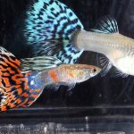 guppy sexual differences