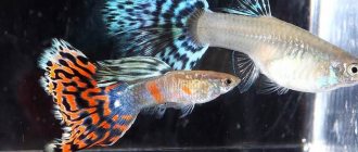 guppy sexual differences