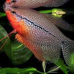 gourami