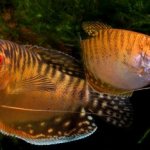 Gourami