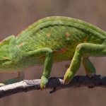 African chameleon